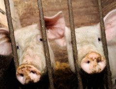 Pigs Behind Bars in Barn